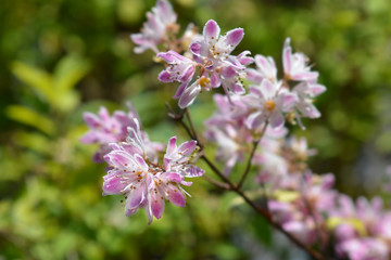 Deutzia Strawberry Fields