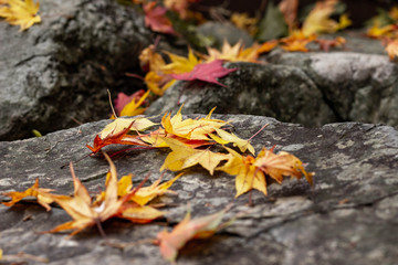 秋色アラカルト