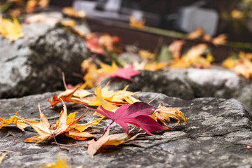 秋色アラカルト