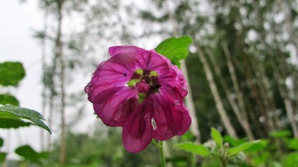flower in the garden