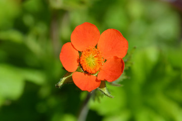 Obraz premium Dwarf orange avens