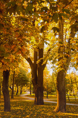 Beautiful autumn park, trees with yellow stems. Golden autumn, Indian summer. Kiev city park - Vladimirskaya Gorka.