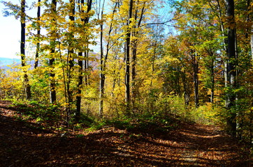 Obraz premium Autumn. Fall. Autumnal Park. Autumn Trees and Leaves in sun light