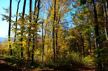 Autumn. Fall. Autumnal Park. Autumn Trees and Leaves in sun light