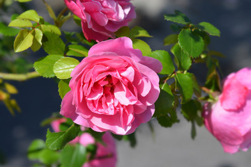 Obraz premium Leonardo da Vinci Rose