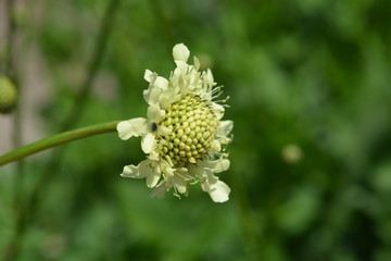 Giant scabious