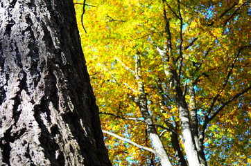 Autumn. Fall. Autumnal Park. Autumn Trees and Leaves in sun light