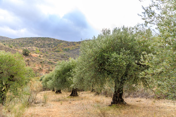 Olive tree fields in the mountains of Madrid, Spain