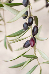 Olive tree ripe fruits close up