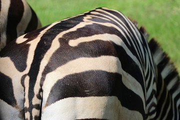 close up of zebra