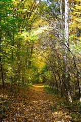 Obraz premium Autumn. Fall. Autumnal Park. Autumn Trees and Leaves in sun light