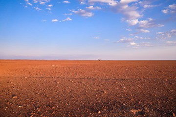 Désert plat et hostile avec une lumière orangée de fin de journée et un ciel bleu et quelques nuages blancs en Namibie - Afrique - obrazy, fototapety, plakaty