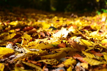 Autumn. Fall. Autumnal Park. Autumn Trees and Leaves in sun light