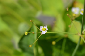common water plantain flower