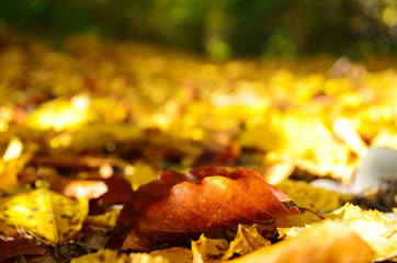 Autumn. Fall. Autumnal Park. Autumn Trees and Leaves in sun light