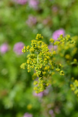 Obraz premium Yellow bedstraw flowers in the garden