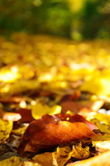 Autumn. Fall. Autumnal Park. Autumn Trees and Leaves in sun light