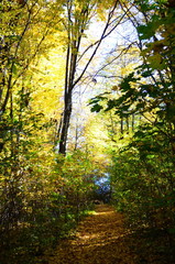 Obraz premium Autumn. Fall. Autumnal Park. Autumn Trees and Leaves in sun light