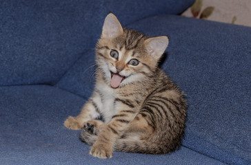 Cheerful kitten very cute smiles