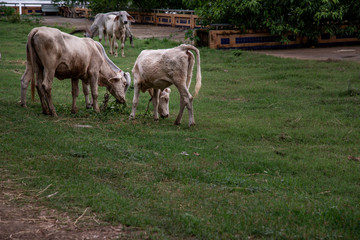 White cows on a field on a nite day in summer.