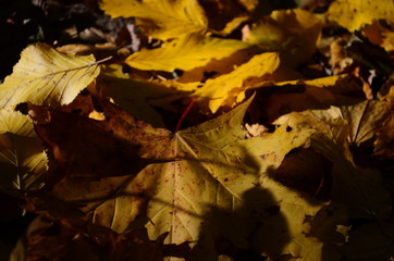 Autumn. Fall. Autumnal Park. Autumn Trees and Leaves in sun light