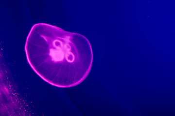 Purple jellyfish underwater in the ocean close up. Violet neon lights. Blue background. Free space for text and content.