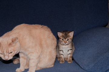 The angry kitten is dissatisfied with something