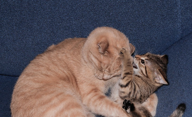 dad and daughter cats play together 