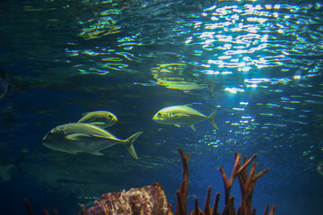 Large fish underwater, filmed from below. The sun's rays are refracted in the water and illuminate the water. Underwater life flora and fauna of the ocean. Tourism and diving, template for content.