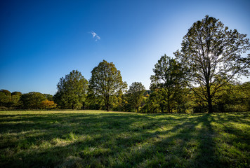 Herbst im Eichenhain, Totale I