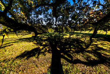 Eiche wirft Schatten I