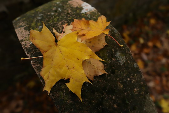 maple leaves on old stone wall
