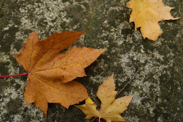 maple leaves on old stone wall