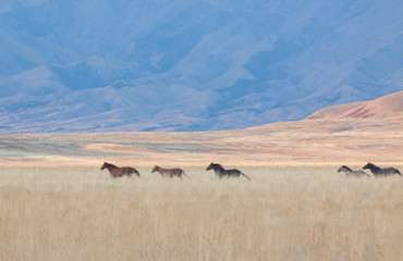 Wild Horses in the Utah Desert