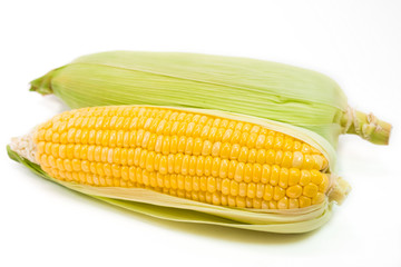 sweet fresh organic corn. healthy food. harvested corn. used to make popcorn, cereal, cornflake, animal food. ingredient of salad for diet. rich in vitamin and fiber