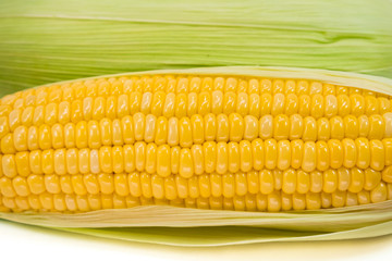 sweet fresh organic corn. healthy food. harvested corn. used to make popcorn, cereal, cornflake, animal food. ingredient of salad for diet. rich in vitamin and fiber