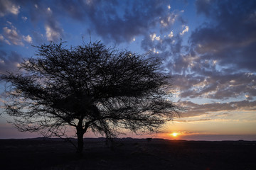 Naklejka na ściany i meble Arbre acacias seul dans le désert de Namibie sur fond de ciel et de couché du soleil - Afrique