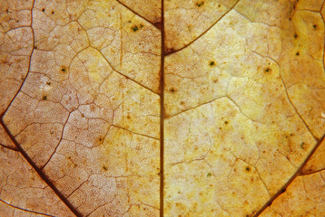 full frame close up of a yellow and brown autumn leaf with veins and cells show in detail
