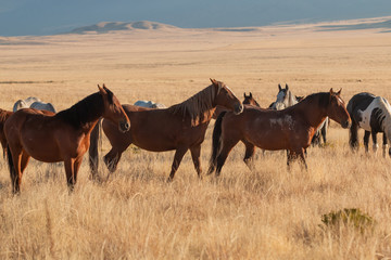 Obraz premium Wild Horses in the Utah Desert