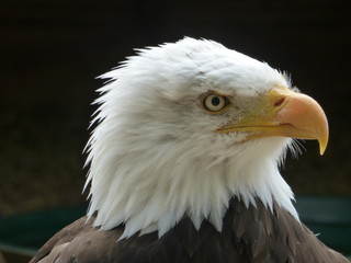 portrait of an american bald eagle