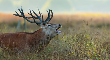 Red deer (Cervus elaphus) © JUAN CARLOS MUNOZ