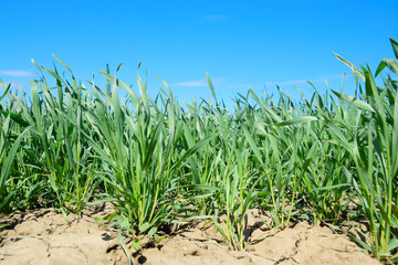 Young sprouts of wheat against the blue sky