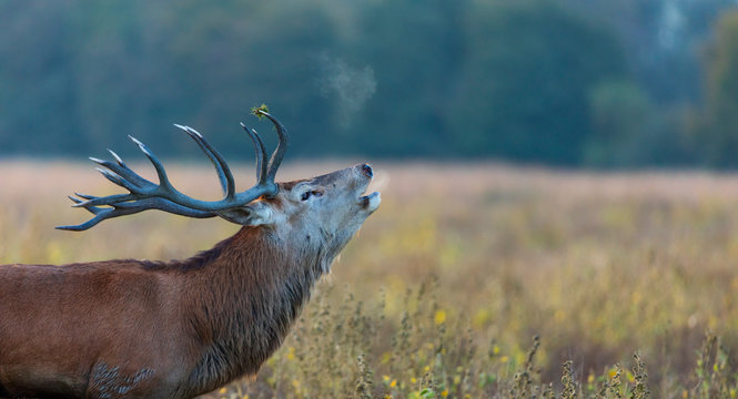 Red deer (Cervus elaphus)