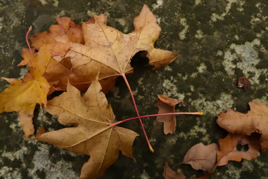 maple leaves on old stone wall