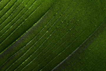 abstract green leaf texture background