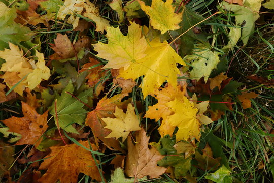 maple leaves on grass