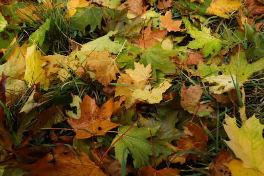 maple leaves on grass