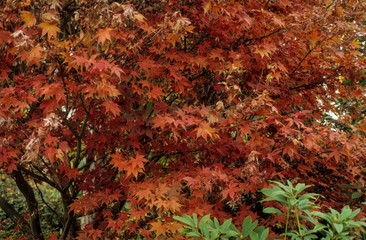 Erable palmé, Acer palmatum
