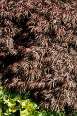 Erable palmé, Acer palmatum