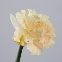 Terry tender peach daffodil flower isolated on gray background.